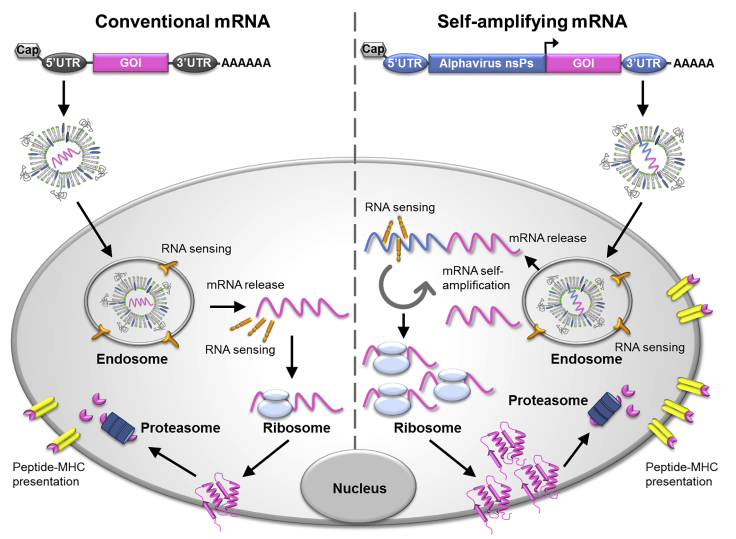 SchematicOfmRNAVaccinesMechanismOfAntigenExpression