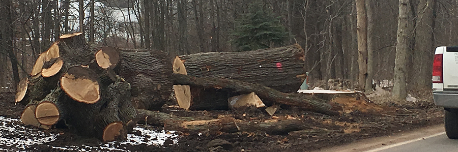 Tree Trunk 2018 03 13 djg crop 900w299h