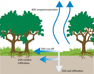 Tree Transpiration 400w318w