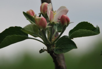 Honeycrisp 5-8 p2350w