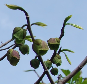 PawPaw Flowers 5-9 p4crop350w