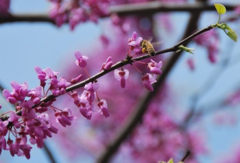 Redbud 5-9 p24crop350w