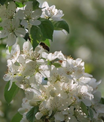 Wild Apple 5-9 p3crop350w