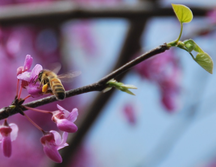 Redbud 5-9 p24cropResize 700x539