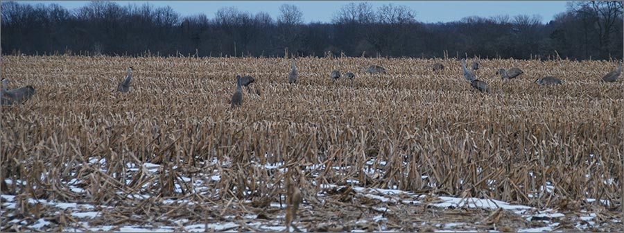 Sandhill Cranes, Rockle Conservation Easement, Northfield Township, Washtenaw County, 3-7-2019