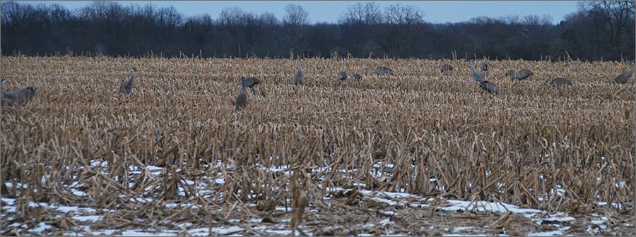 Sandhill Cranes, Rockle Conservation Easement, Northfield Township, Washtenaw County, 3-7-2019